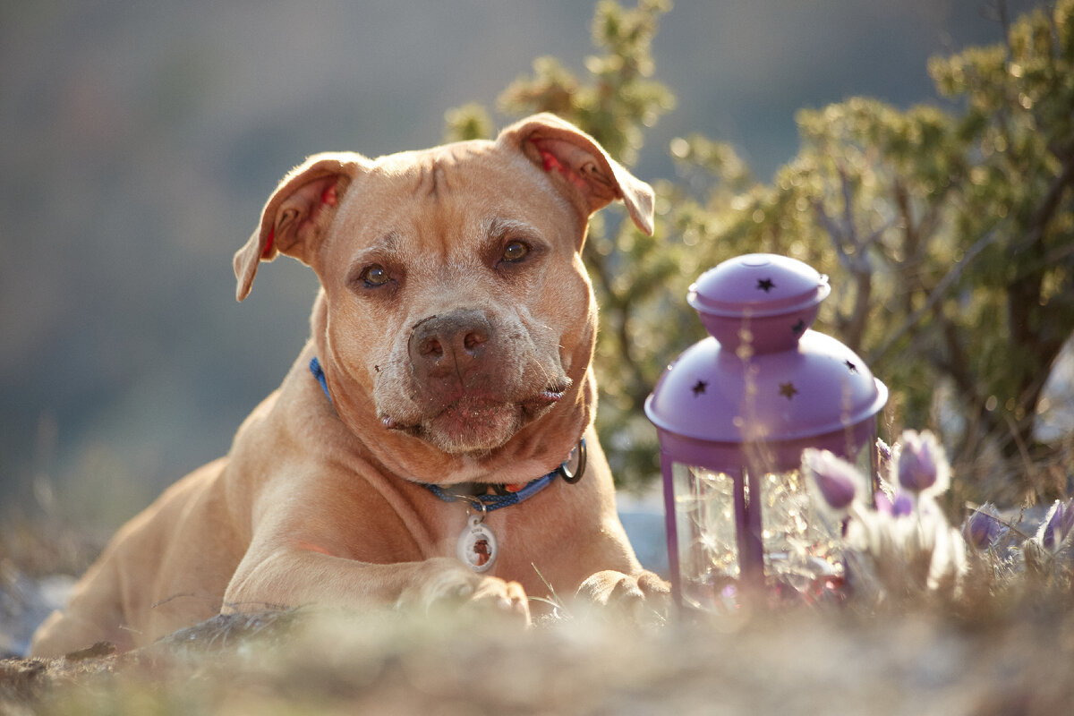 Бони очень удивлена, почему у вашей собаки до сих пор нет адресника