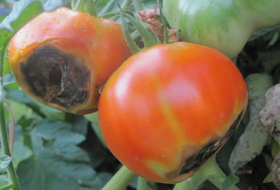 Фитофтороз на помидорах