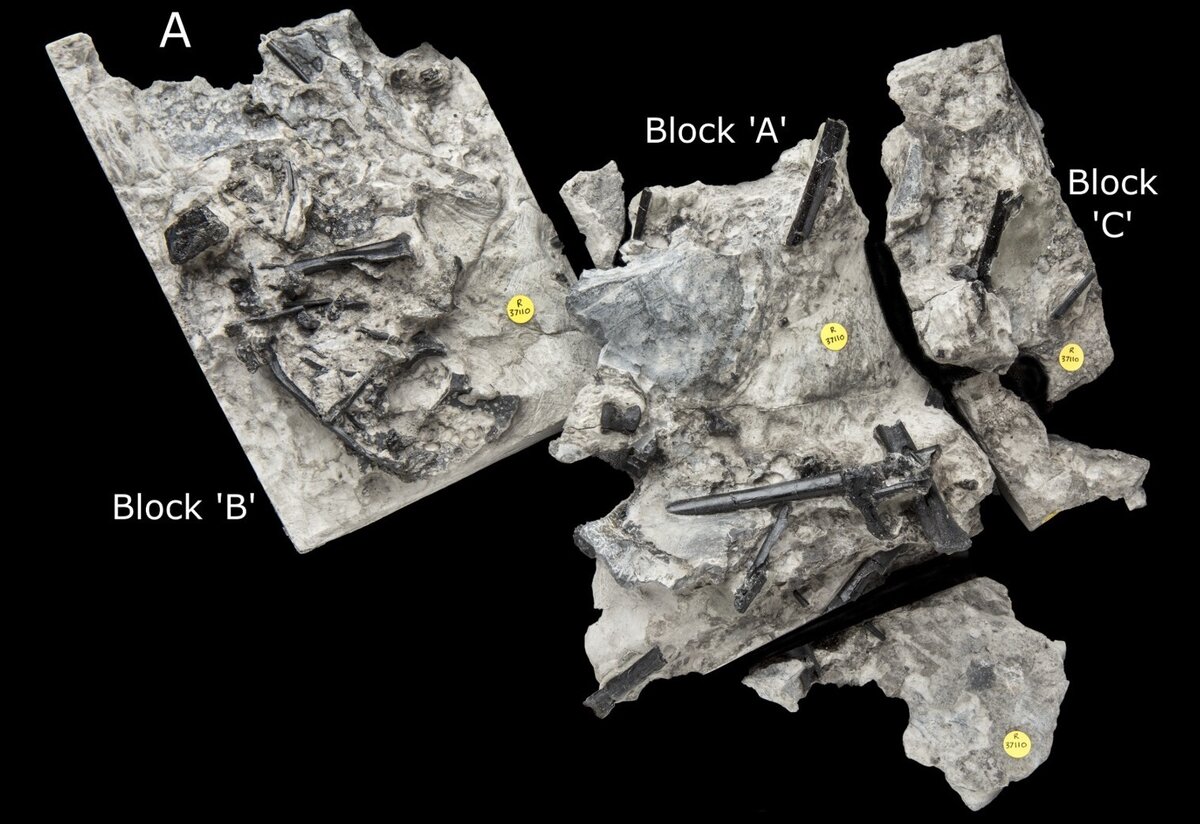       Окаменелости птерозавра Ceoptera evansae Фото: Paul M. Barrett et al. / Journal of Vertebrate Paleontology