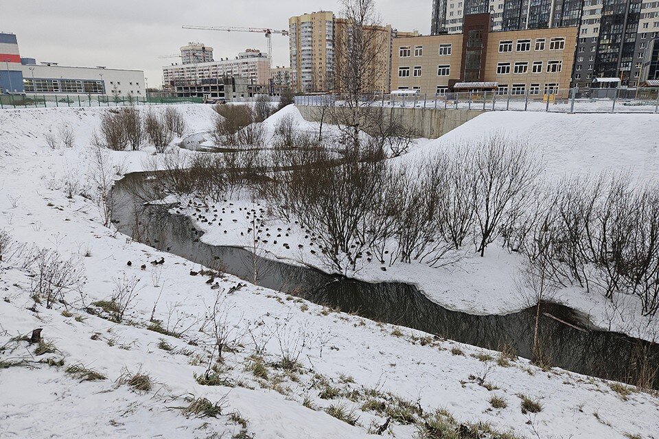    На берегу Утки пернатых пруд-пруди. Но без домиков, конечно, было не так уютно.