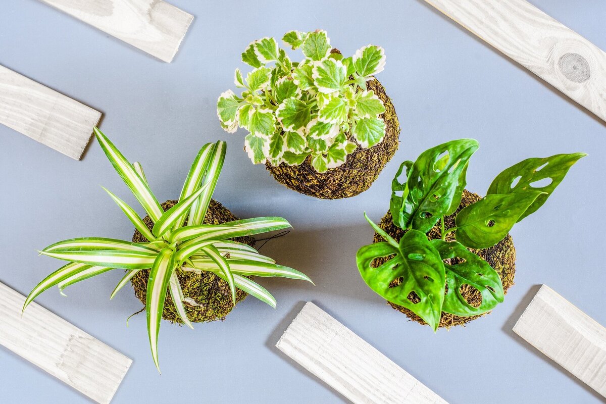     Простые и красивые комнатные растения: добавьте изысканности в свой интерьер