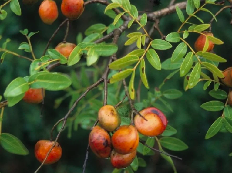 Плоды копаибы служат сырьем для производства масел и настоев, которые высоко ценятся в косметической и фармацевтической промышленности.