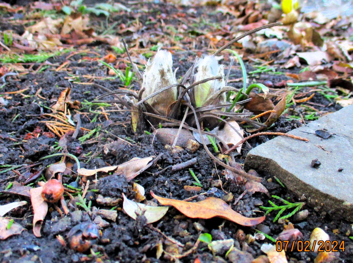 Прострелы. Какой уход требуется кустикам рано весной. | МОЙ САД У ДОМА ...