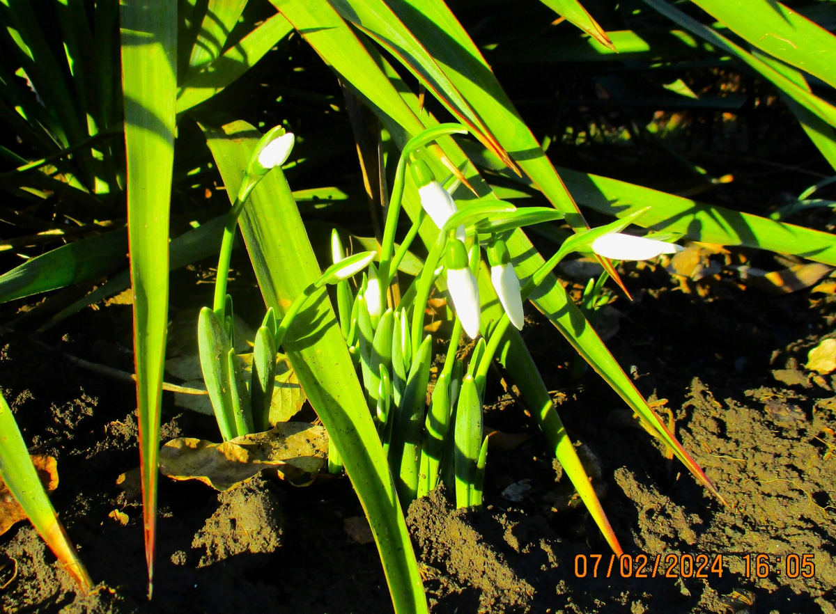 Прострелы. Какой уход требуется кустикам рано весной. | МОЙ САД У ДОМА ...