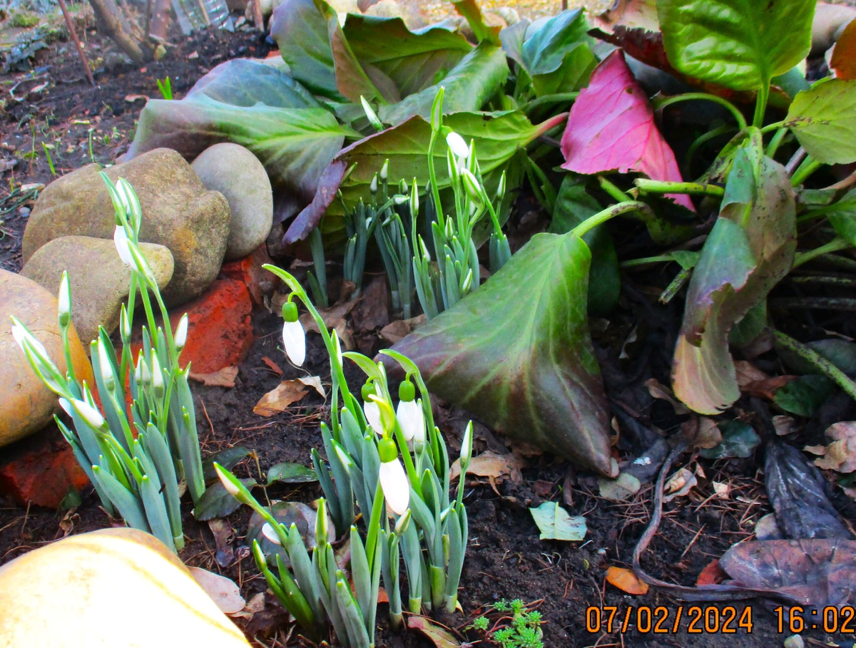 Прострелы. Какой уход требуется кустикам рано весной. | МОЙ САД У ДОМА ...