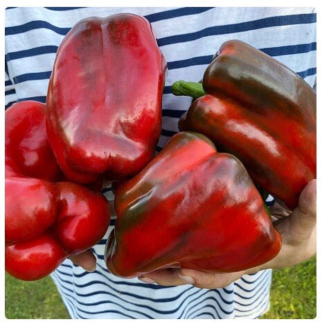 скрин с сайта Садов России