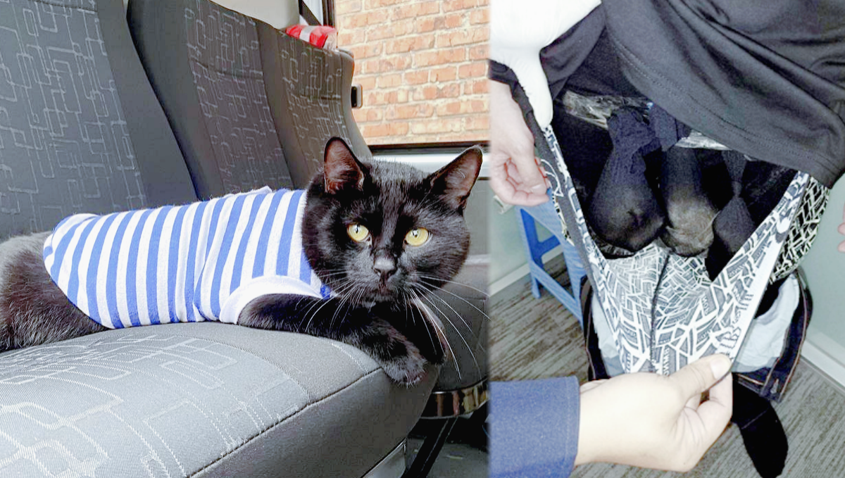 Исхудавший "толстопуз" и процесс извлечения зверьков из штанов контрабандиста.