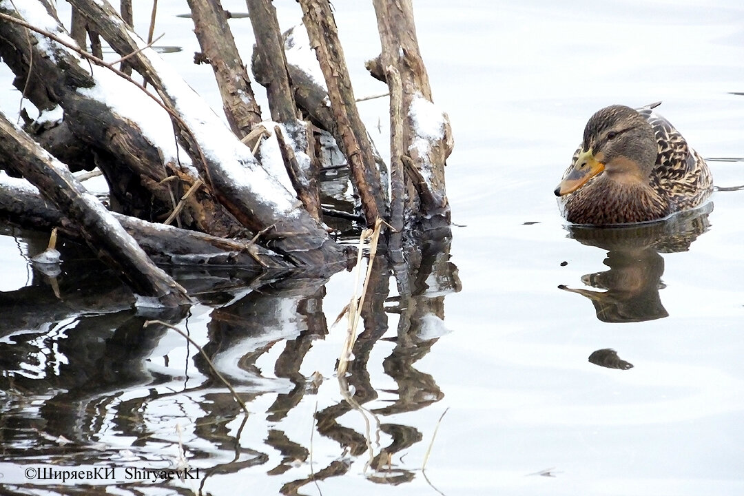 После школы я два раза поступал в художественное училище. Оттуда память принесла выражение «рисунок с натуры». А тут «фото с натуры».