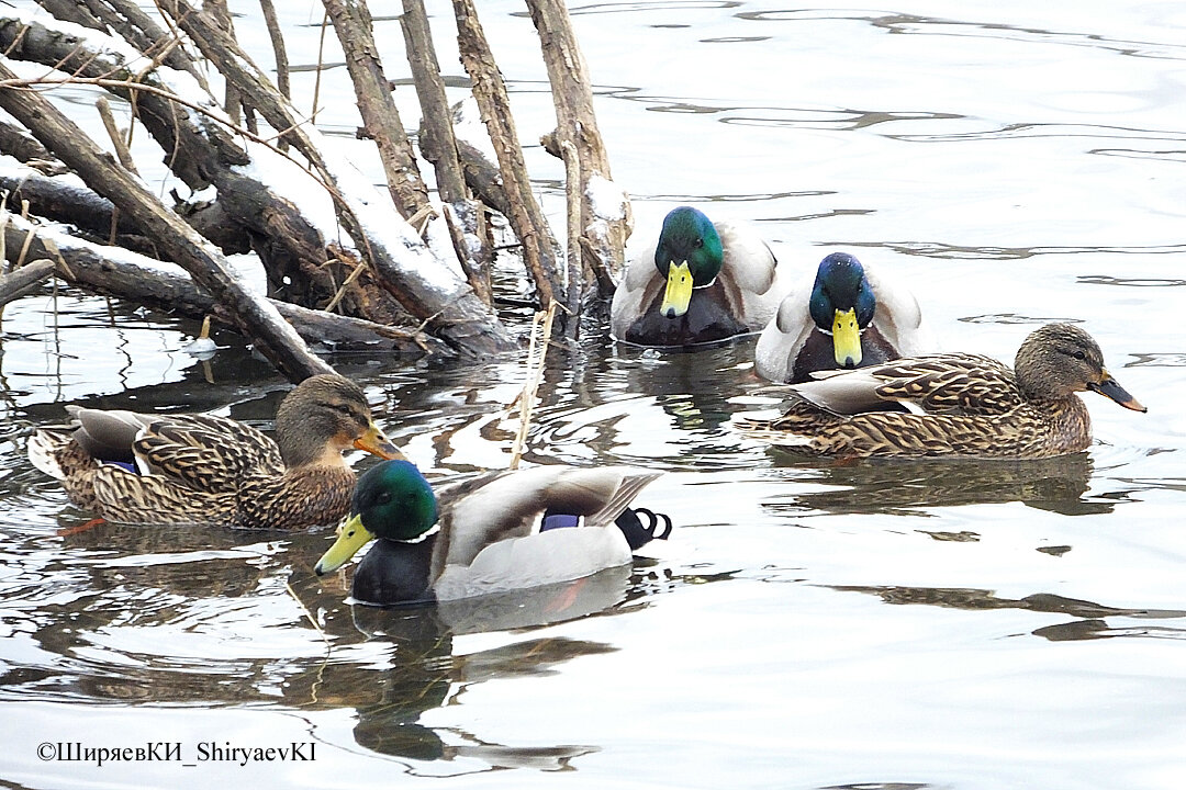 Эти утки приблизились подобрать плавающие кусочки батона.