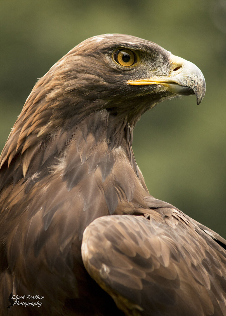 Морда волка живопись. Тату тигр для девушек. Jurek zamoyski художник. Лица обозначающие животных. Животные на черном фоне.