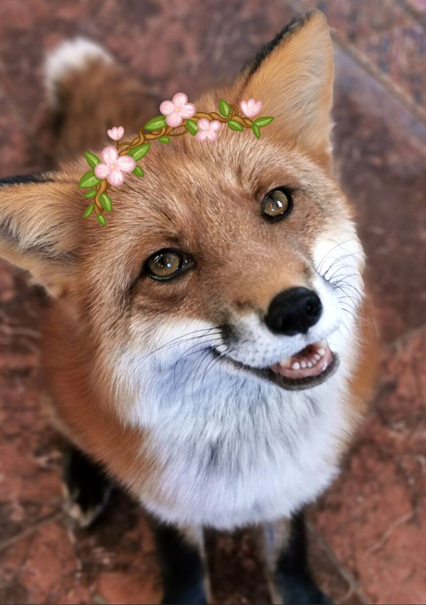 Лиса Василиса живет в нашем доме с 2014 года