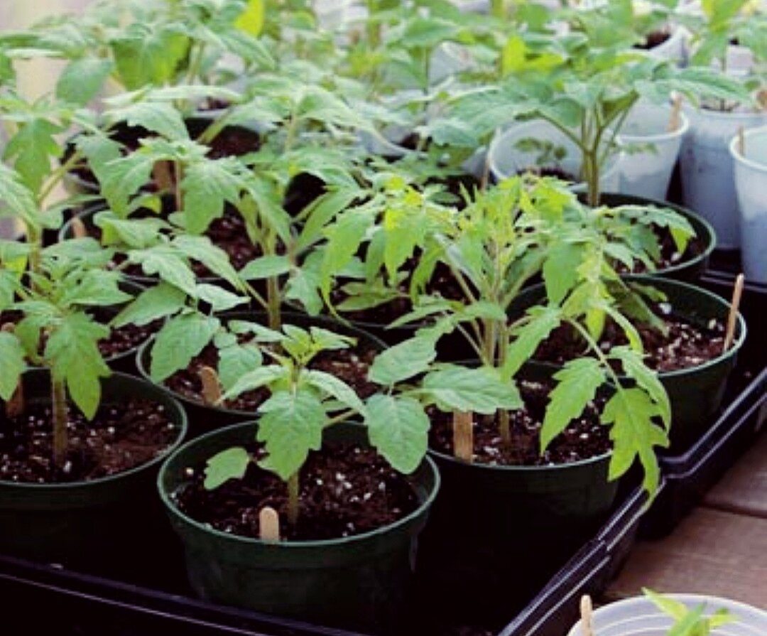 дни рассады помидор. помидорная рассада. сроки посева томатов на рассаду. пикировка томатов. пикировка черри.