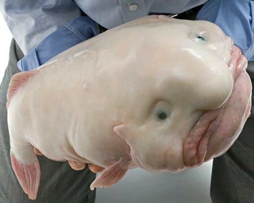 Рыба-капля