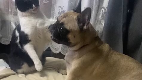 тайский кот марсик. жуля кот. марсик и вася дзен. марсик и вася дзен. кот марсик.