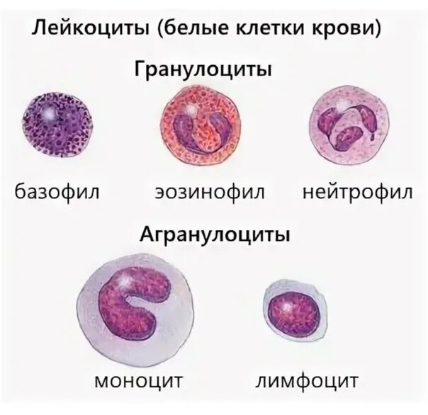 Лейкоциты нейтрофилы эозинофилы. Клетки крови гранулоциты. Лейкоциты гранулоциты и агранулоциты функции. Нейтрофилы гранулоциты классификация лейкоцитов. Агранулоциты а. лимфоциты.
