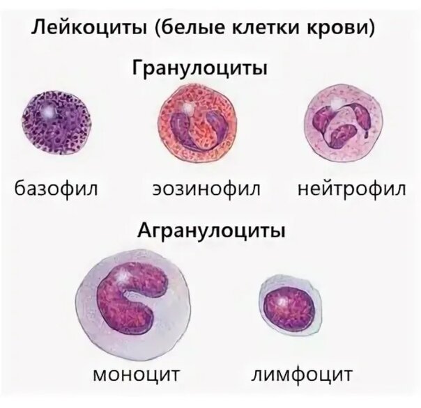 Лейкоциты моноциты эозинофилы. Клетки крови гранулоциты. Лейкоциты гранулоциты и агранулоциты функции. Нейтрофилы гранулоциты классификация лейкоцитов. Агранулоциты а. лимфоциты.