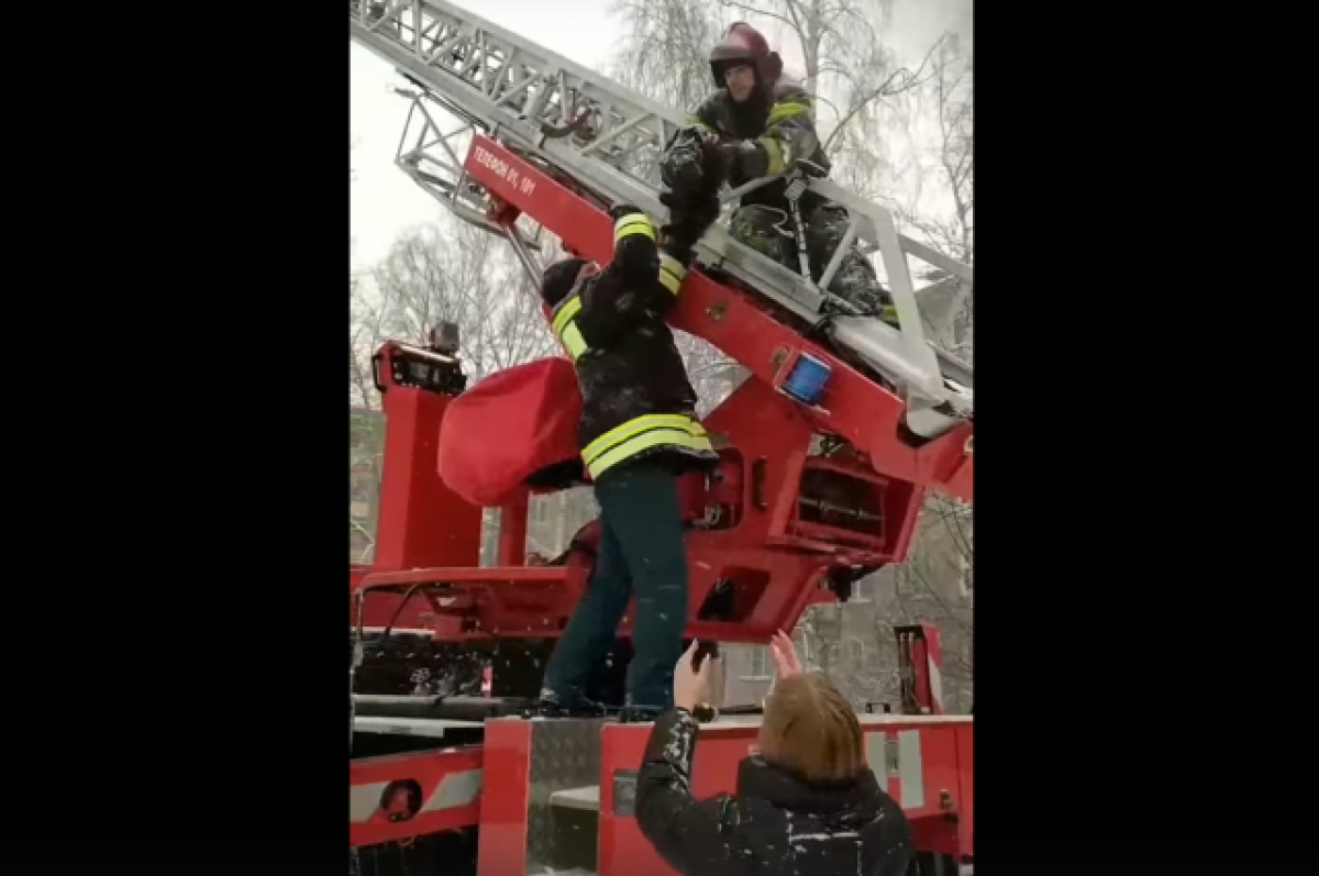    В Твери спасатели сняли с дерева кошку, сидевшую там несколько часов