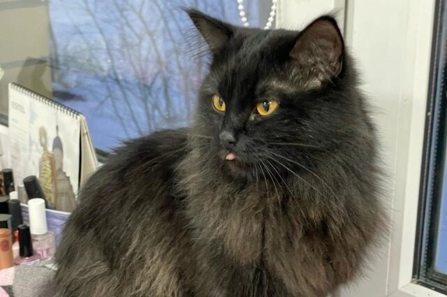    Фото: Инициативная группа по защите животных г. Твери