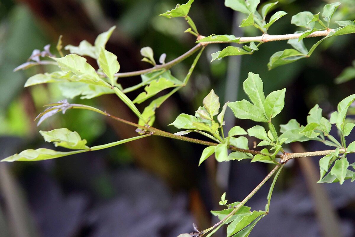 листья свечного дерева