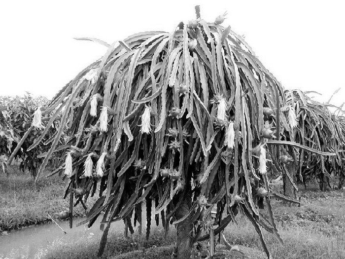 Кактус как он есть.