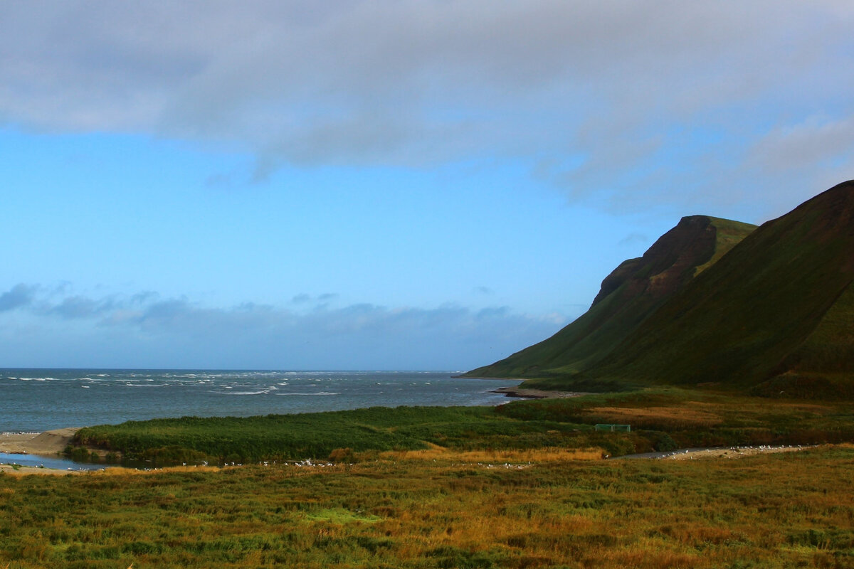 5.09.2020 На фото видно множество чаек на берегу реки Буян. Это они на снёнку слетелись — погибшую после нереста красную рыбу. Зрелище то ещё, аромат тоже соответствующий 