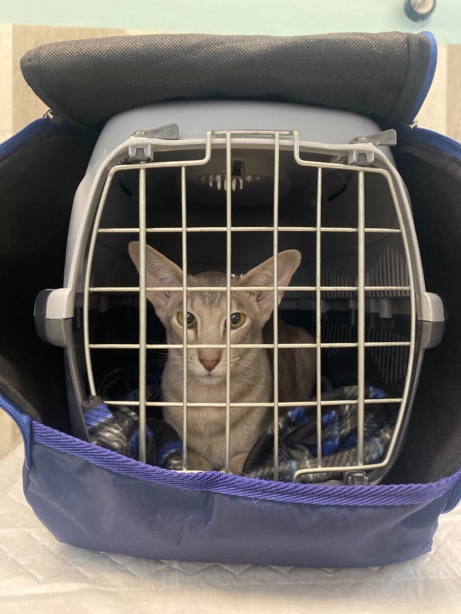 Фото автора. Наш невероятно любящий и добрый кот 