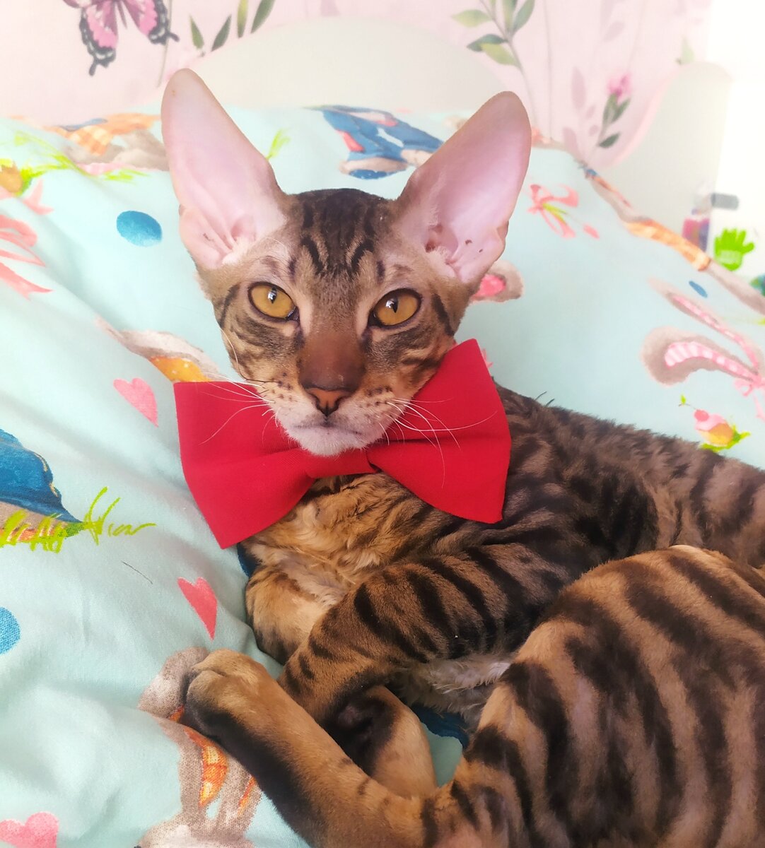 Кото модель Лео