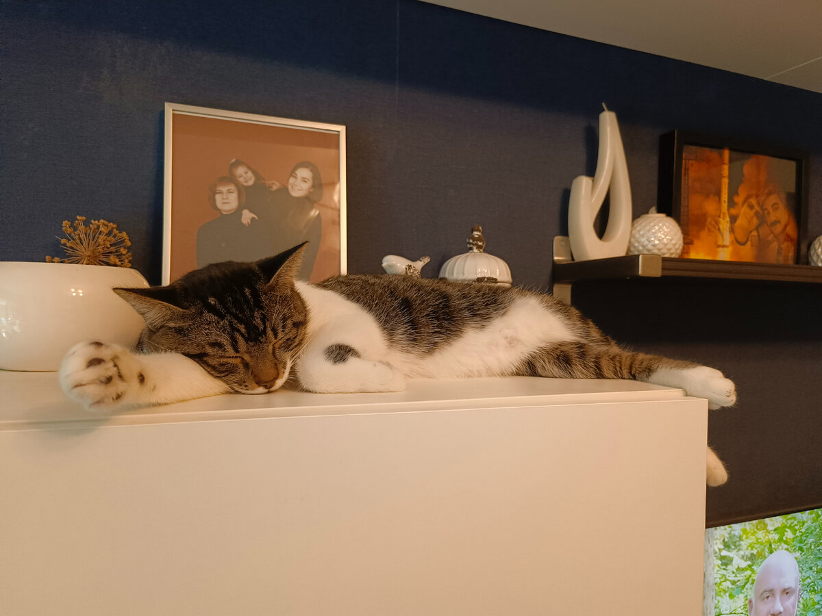 Сегодня Кузя забрался повыше