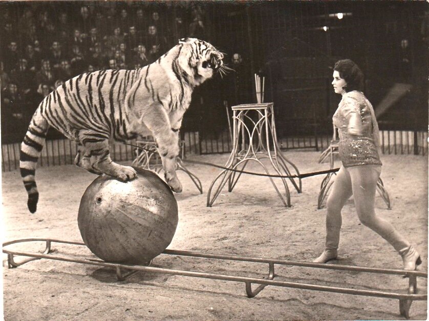 Маргарита Назарова на арене цирка.