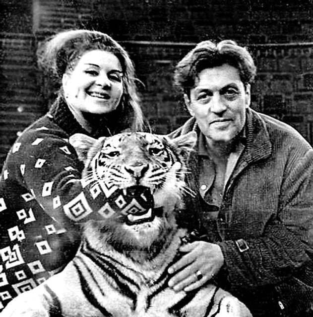 сафари парк тигр приморский край. дружба тигра амура и козла тимура. тигр на рабочий стол на весь экран. коллин хоук книги. фото тигра.