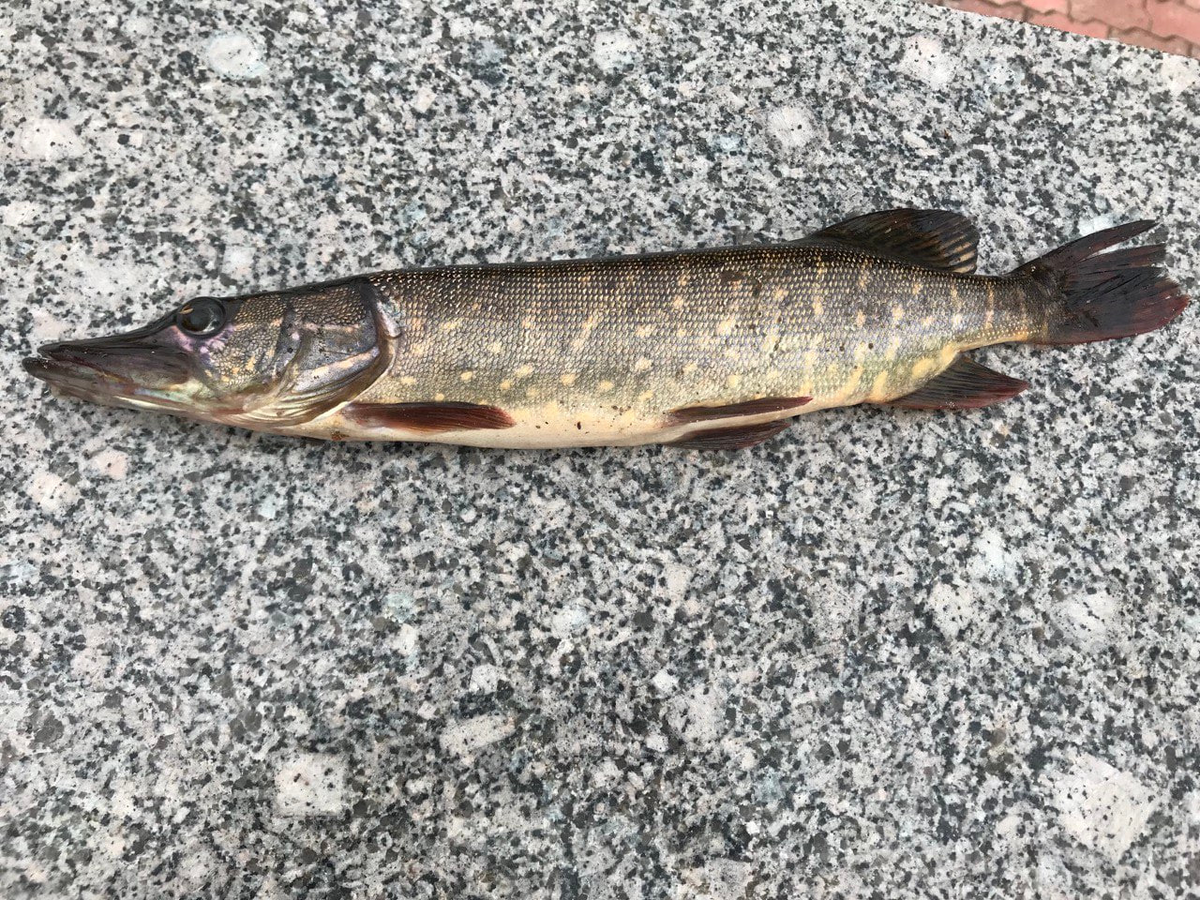 щуренок пойманный на воблер.