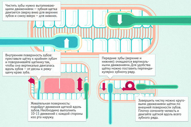    Как правильно чистить зубы? Инфографика Фото:  АиФ