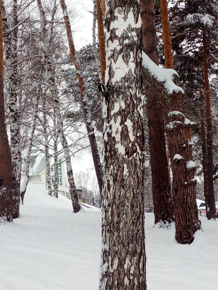 Мастер маскировки дятел 