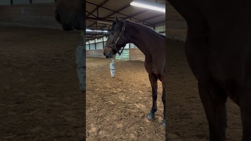 смешной костюм лошади. лошади пакистана. свадебная фотосессия с лошадьми. лошадь лошадь черешня женщина что означает. замуж за коня.