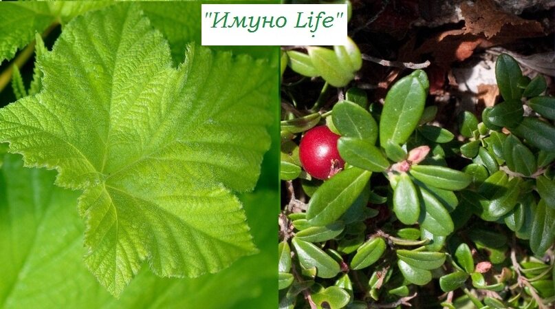 Полезный фиточай: "славный чаёк всегда и везде в прок" ;) 