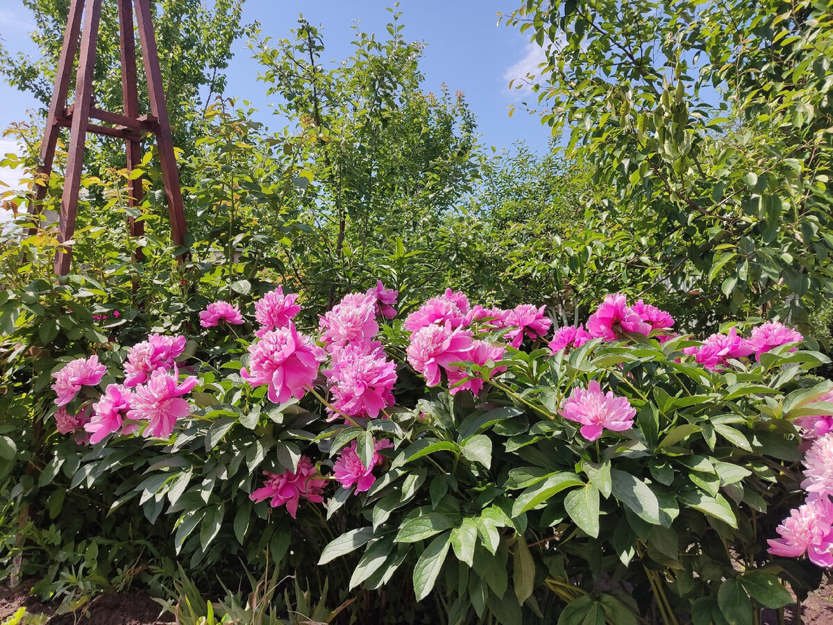 Первое лето с большими деревьями в саду