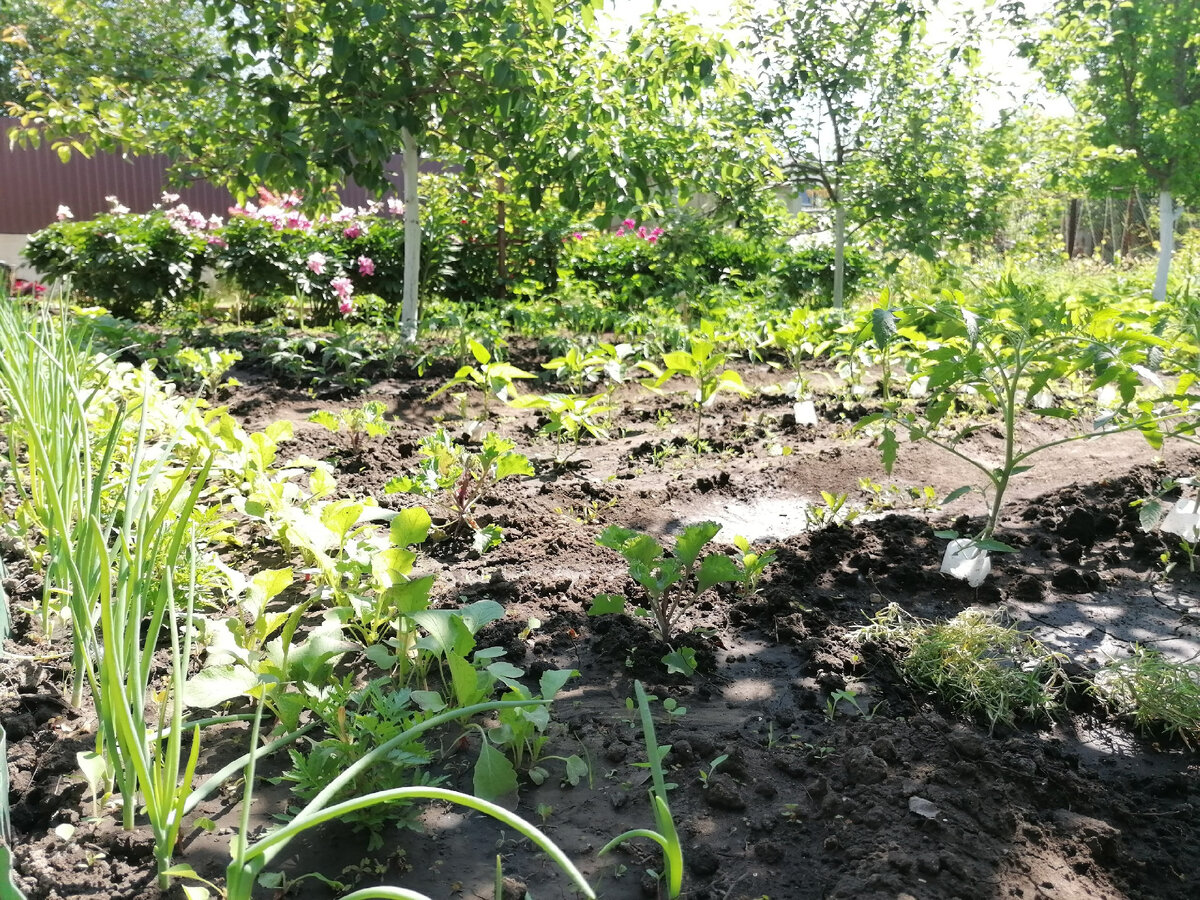 Пару лет еще подержу под деревьями огородик, но потом и это окажется невозможно - ветви сомкнутся шатром, и останется здесь только залужить-загазонить