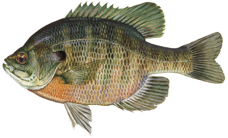 Lepomis macrochirus