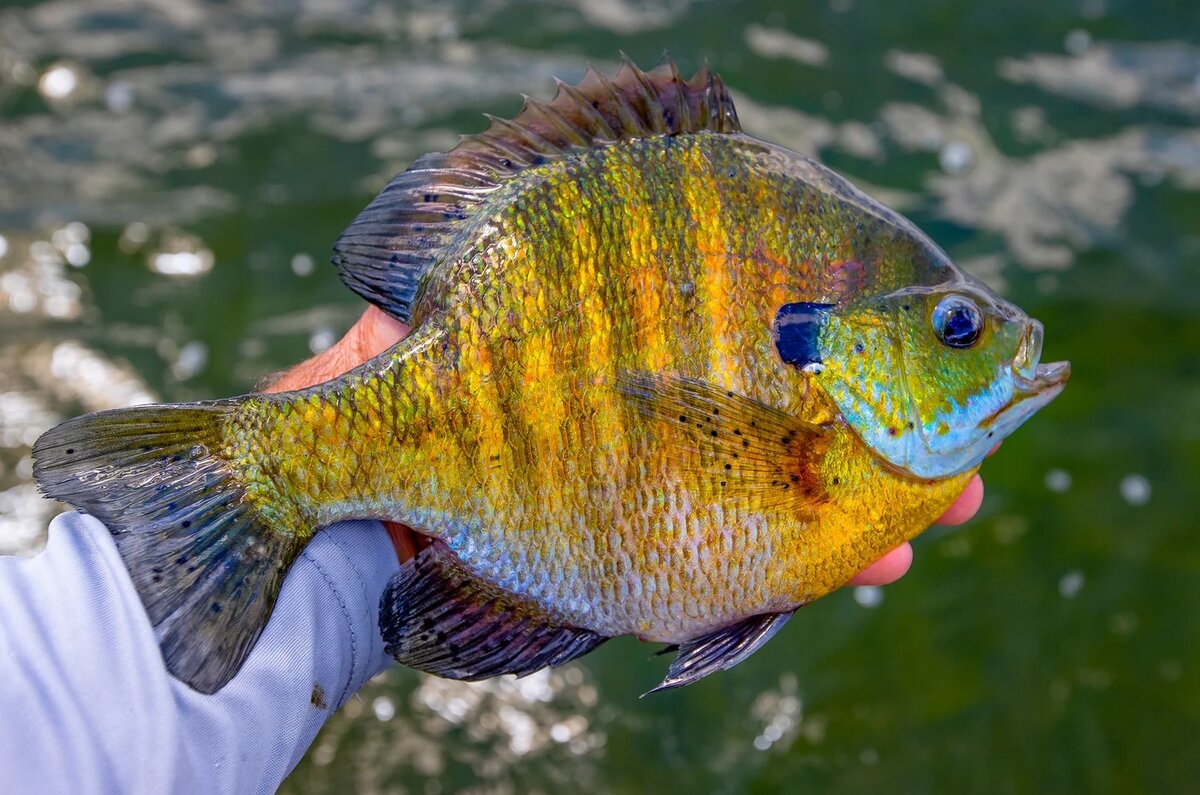 Солнечный окунь синежаберный (Lepomis macrochirus) или Bluegill |  GameFishing – Трофейная рыбалка | Дзен