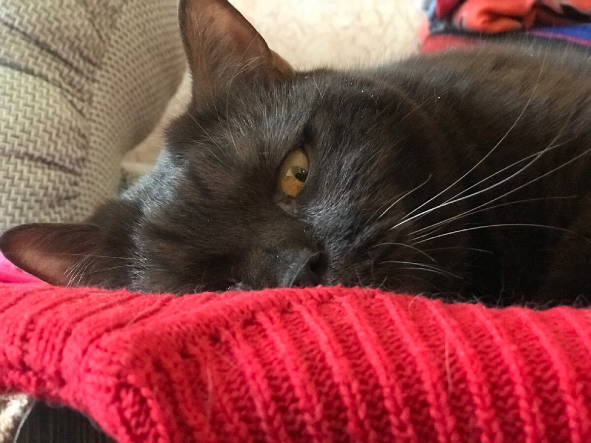 Кот Масик 