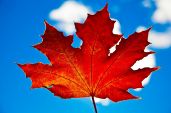 Фото с Яндекса