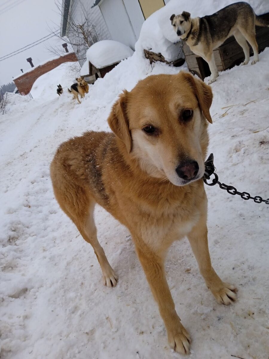 Шло г