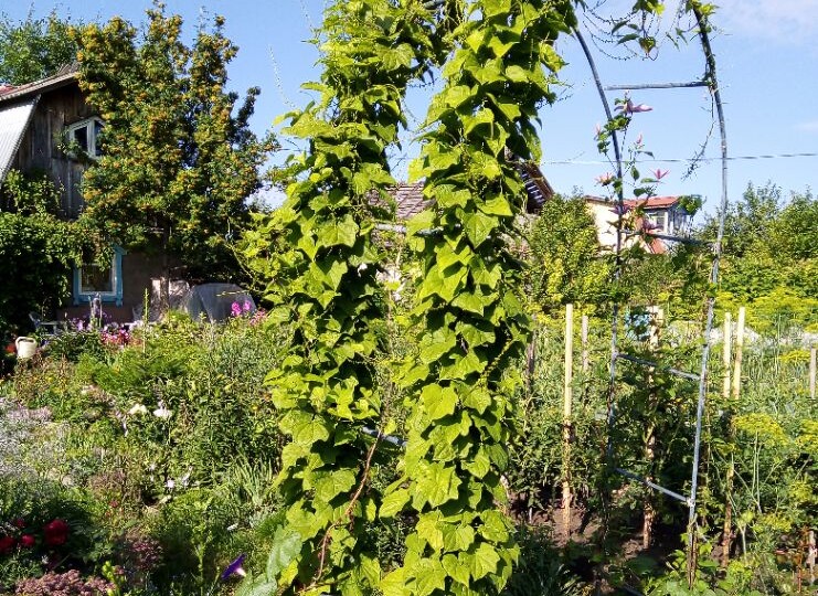 Какими лианами можно украсить свой сад