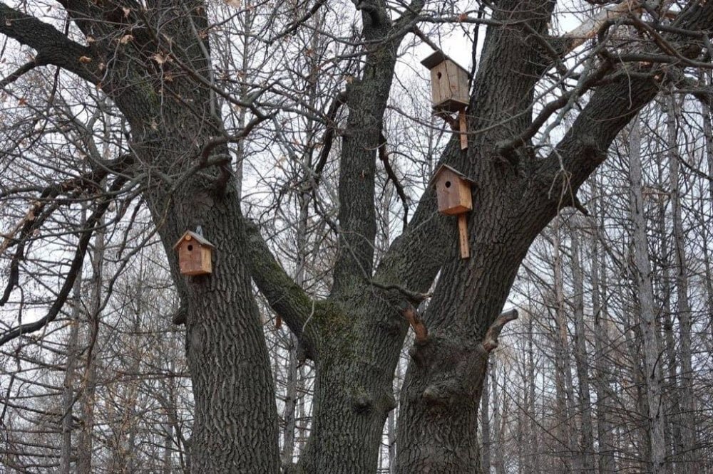 археопарк ханты-мансийск. ярославский (зоологический) заказник. памятник природы животные. сообщение о природе хабаровского края. алтайский природный биосферный заповедник.