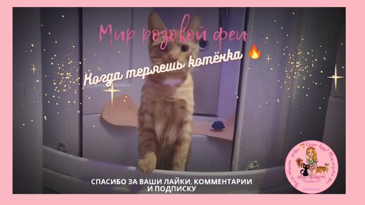 Мир 17 котиков: когда теряешь маленького котёнка