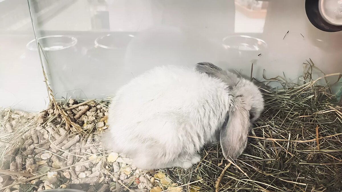     Маленького грызуна центр реабилитации животных «У Лукоморья» показал впервые. Малыша уже начали приучать к взрослому питанию.