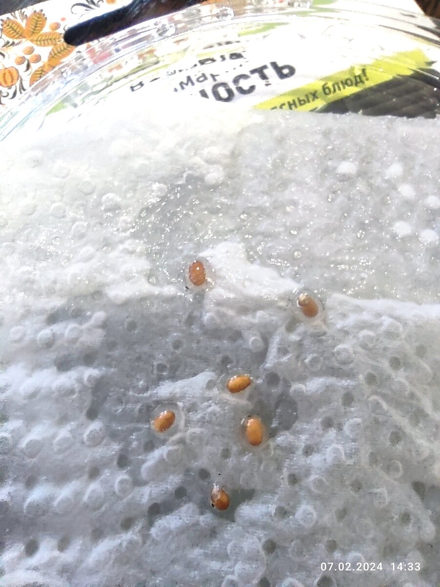 Семена розмарина после часа в перекиси, уже промытые. Если присмотреться видно прозрачную оболочку вокруг, как желе.