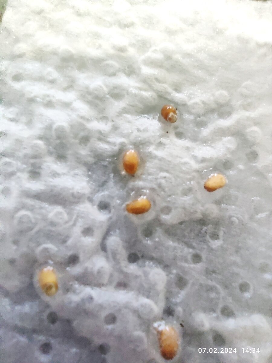 А на этом фото, на первом слева фото можно увидель зачаток корешка