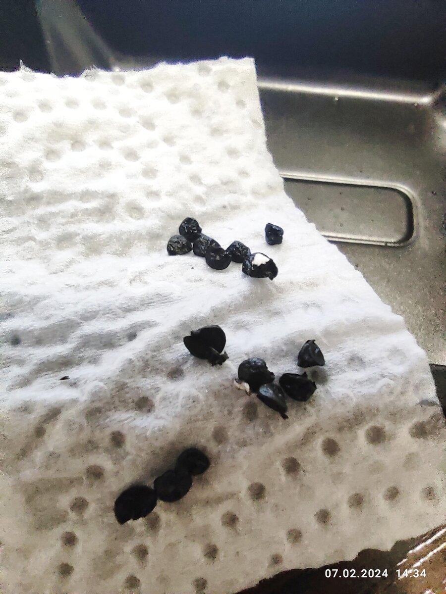 Семена лука после обработки. На двух, на чёрном фоне хорошо видны белые хвостики корешков.