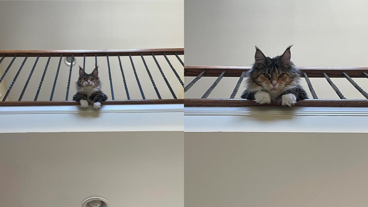 хочу куна. хатаке кун хочет чтоб его укусили манхва. хочу куна. афоризмы кун. илон маск кошкодевочка.